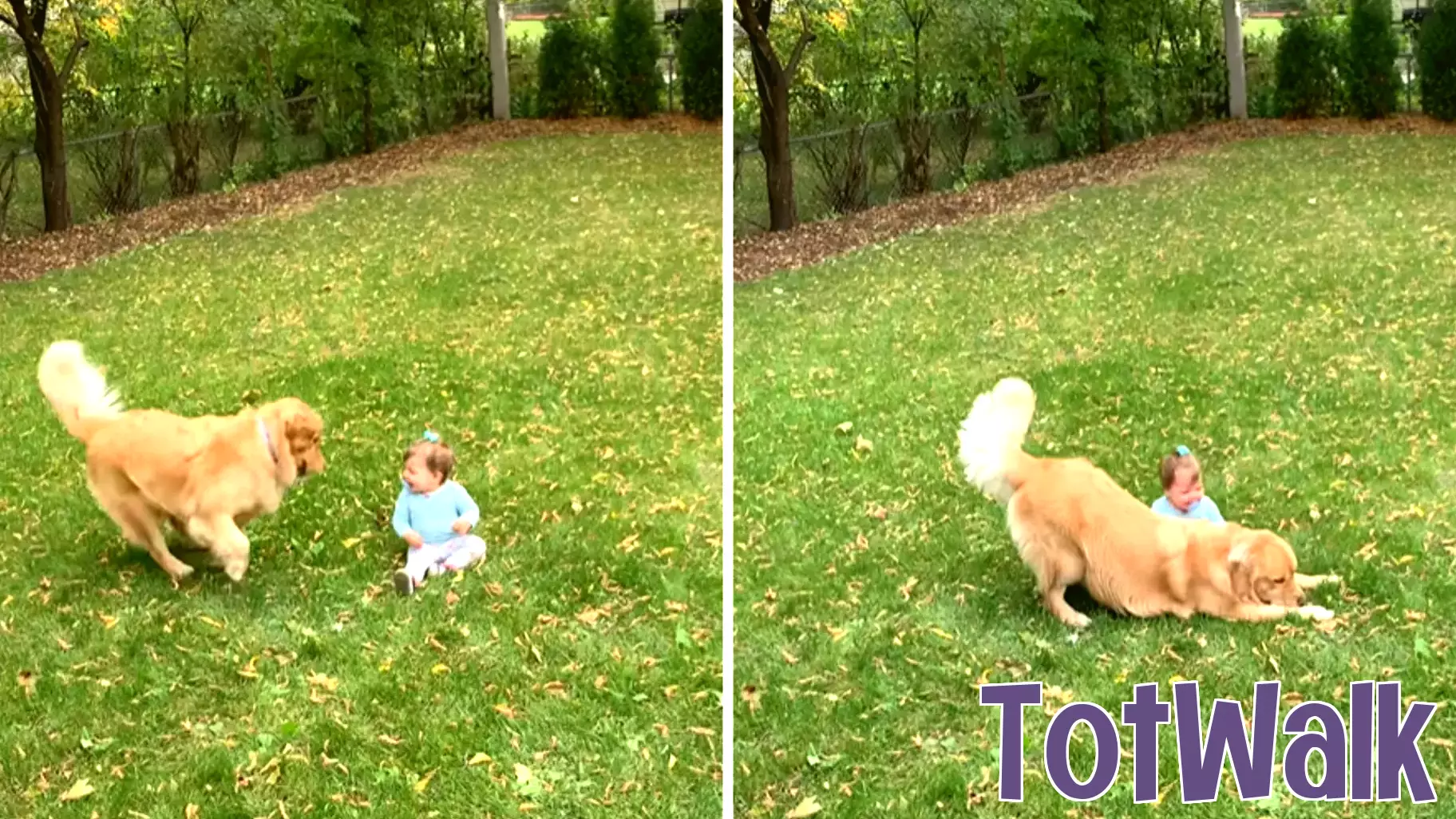 Adorable Golden Retriever Captivates Family with Unique Playfulness
