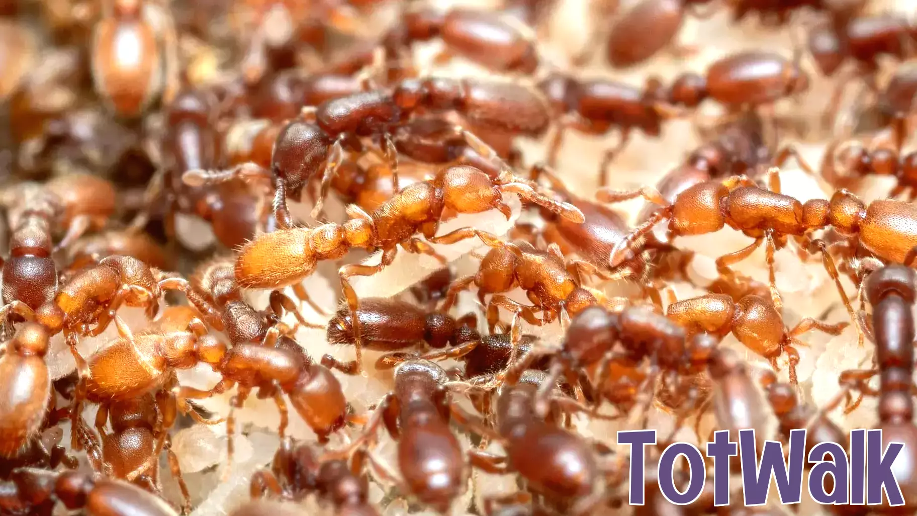 Ant brains reveal how evolution turned hunger into parenting
