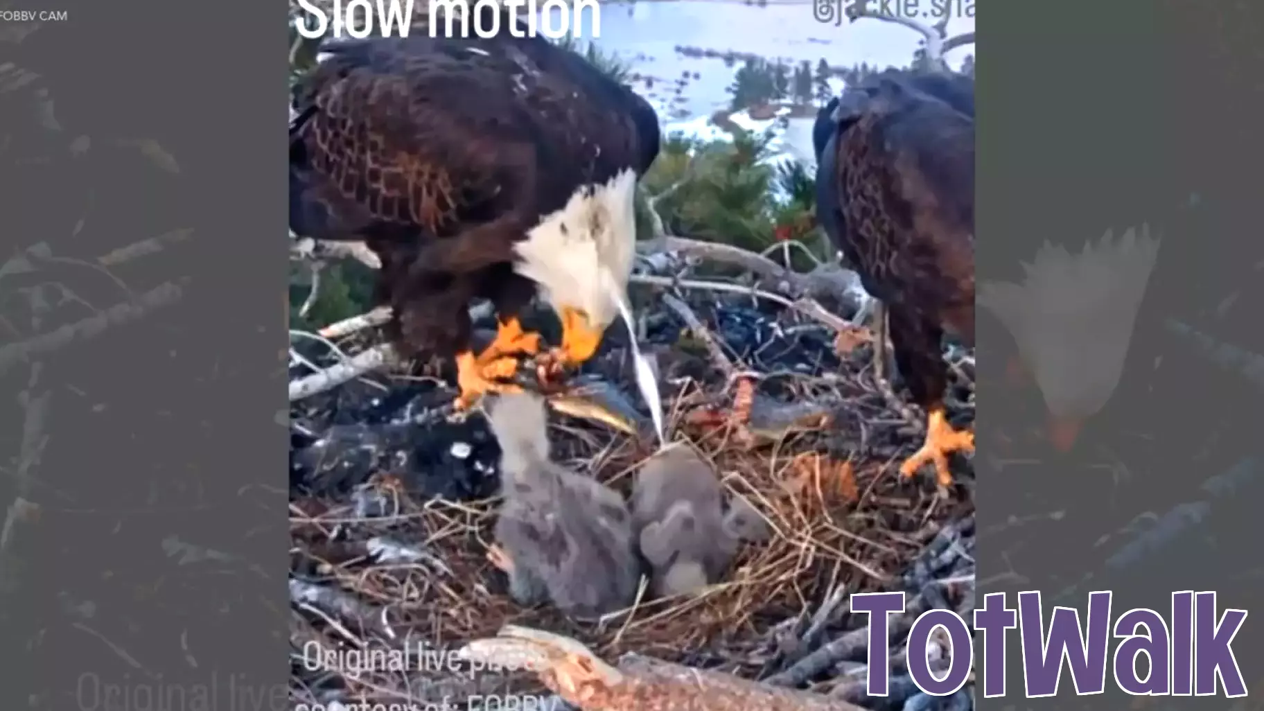 Bald Eagle Chick's Hilarious Mishap Caught on Camera