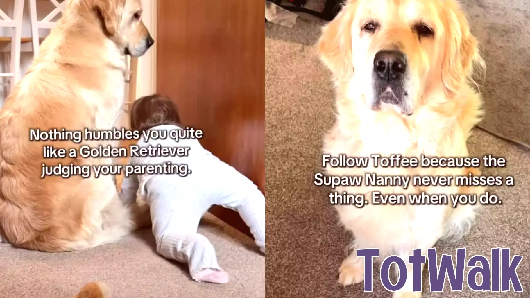 Golden Retriever Toffee Gives Mom a Stern Look After Baby's Sneaky Escape