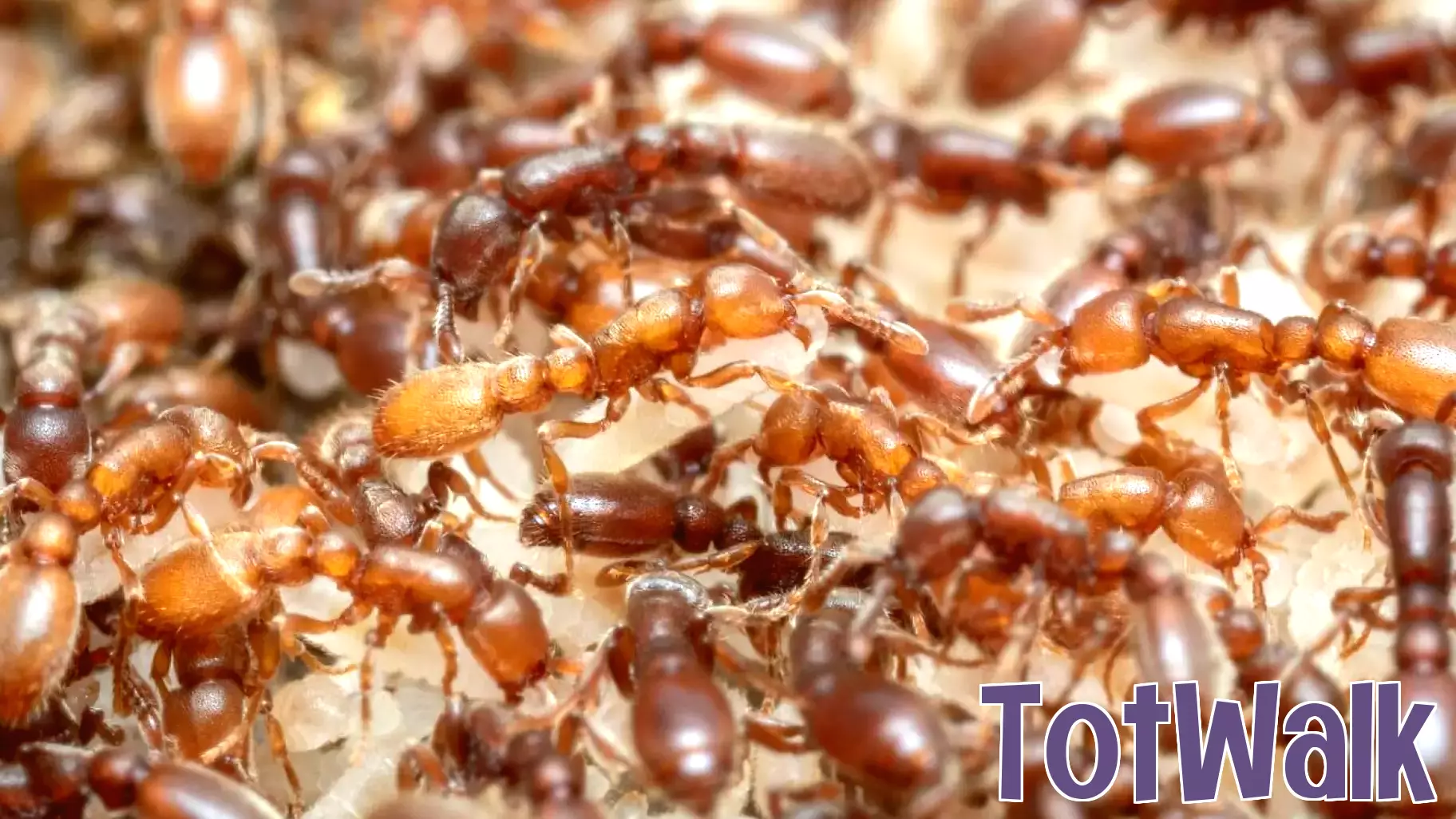 Scientists Uncover Ant Parenting Behavior Evolution