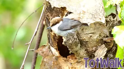 A Look Inside the Nest: Male Birds and Parenting