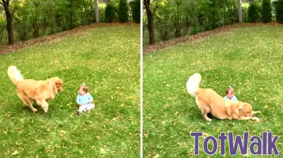 Adorable Golden Retriever Captivates Family with Unique Playfulness
