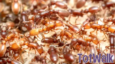 Ant brains reveal how evolution turned hunger into parenting