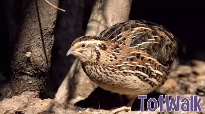 Devoted parenting ages you faster . . . just ask a quail